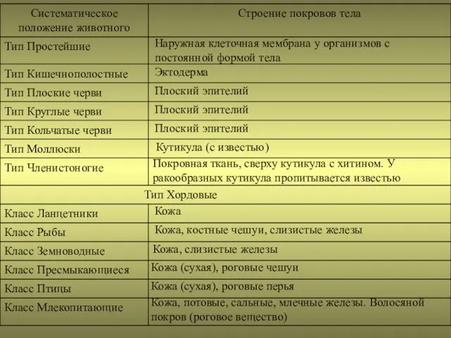 Наружная клеточная мембрана у организмов с постоянной формой тела Эктодерма Плоский