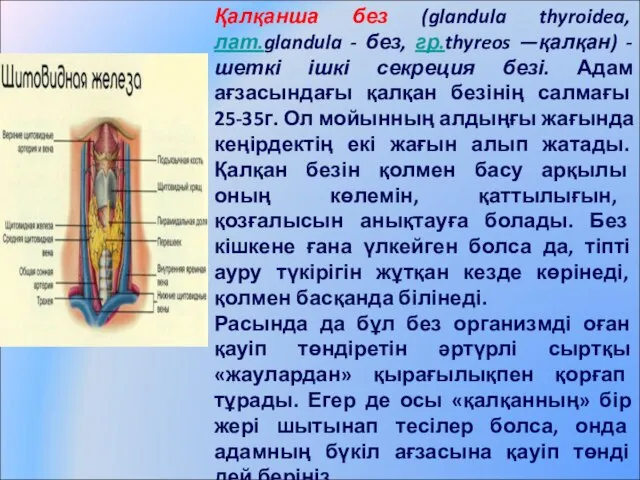 Қалқанша без (glandula thyroidea, лат.glandula - без, гр.thyreos —қалқан) - шеткі