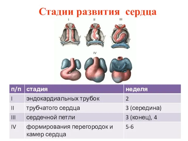 Стадии развития сердца