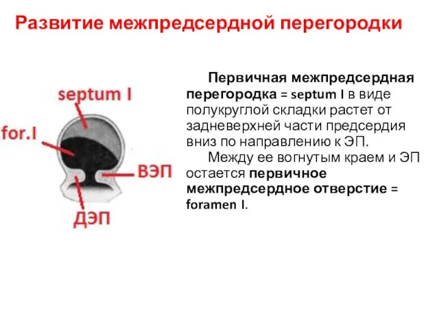 Развитие межпредсердной перегородки Первичная межпредсердная перегородка = septum I в виде