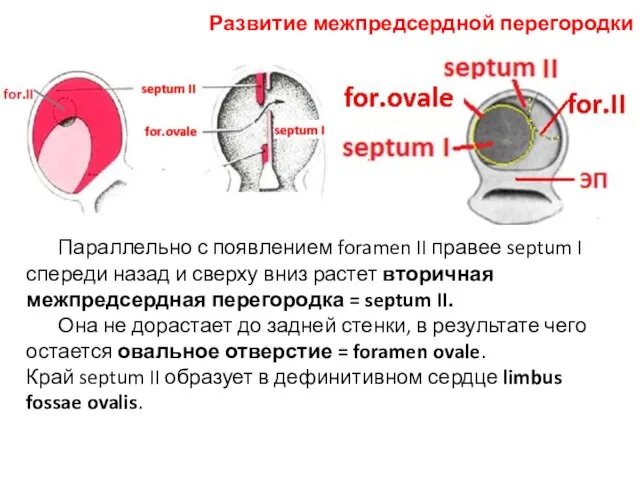 Параллельно с появлением foramen II правее septum I спереди назад и