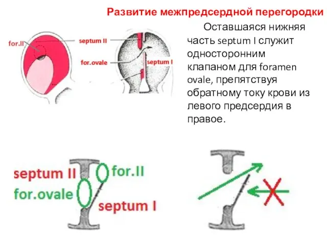 Оставшаяся нижняя часть septum I служит односторонним клапаном для foramen ovale,