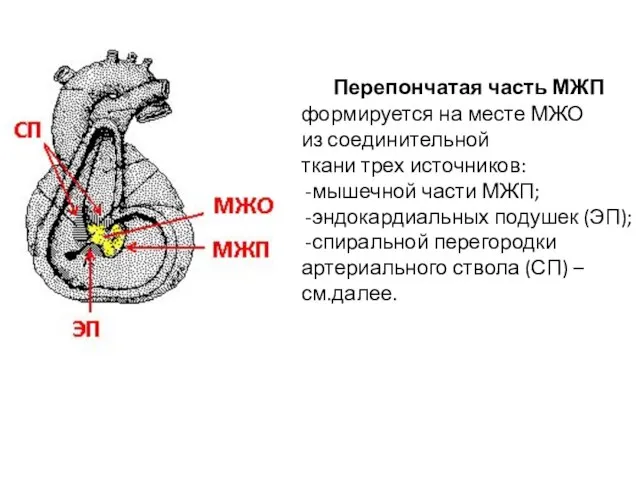 Перепончатая часть МЖП формируется на месте МЖО из соединительной ткани трех