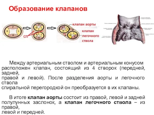 Между артериальным стволом и артериальным конусом расположен клапан, состоящий из 4