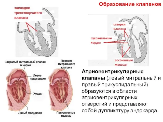 Атриовентрикулярные клапаны (левый митральный и правый трикуспидальный) образуются в области атриовентрикулярных