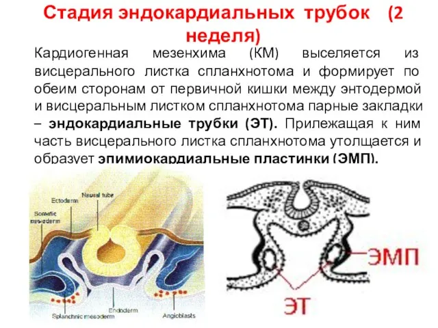 Кардиогенная мезенхима (КМ) выселяется из висцерального листка спланхнотома и формирует по