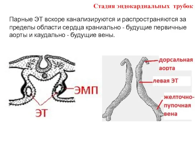 Парные ЭТ вскоре канализируются и распространяются за пределы области сердца краниально