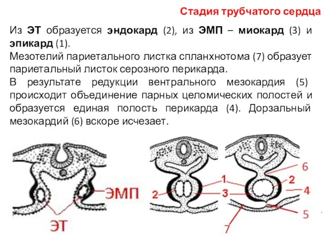 Из ЭТ образуется эндокард (2), из ЭМП – миокард (3) и