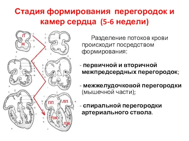 Стадия формирования перегородок и камер сердца (5-6 недели) Разделение потоков крови