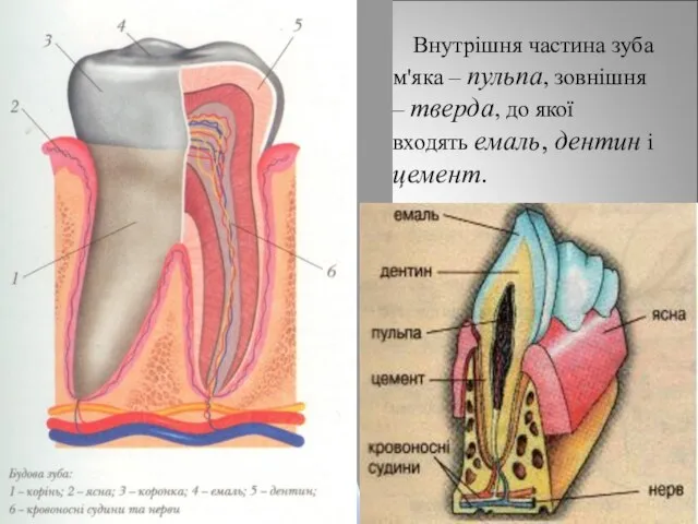 Внутрішня частина зуба м'яка – пульпа, зовнішня – тверда, до якої входять емаль, дентин і цемент.