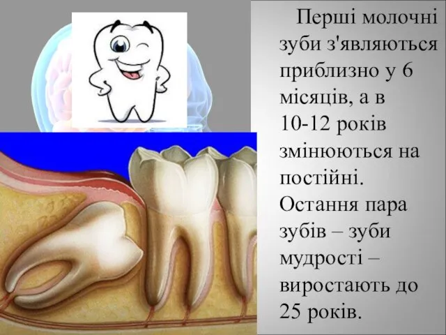 Перші молочні зуби з'являються приблизно у 6 місяців, а в 10-12