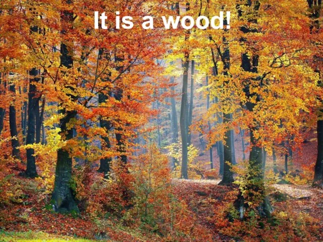 It is a wood!