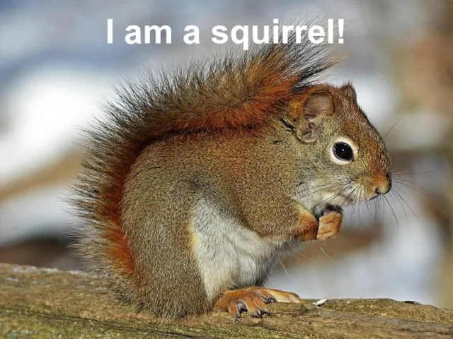 I am a squirrel!
