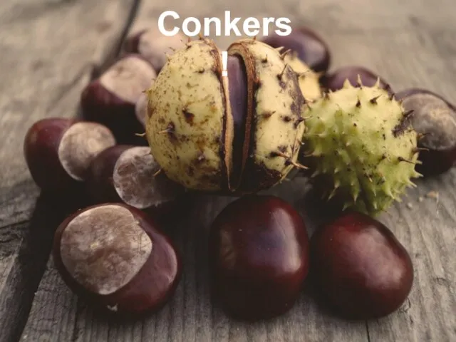 Conkers!