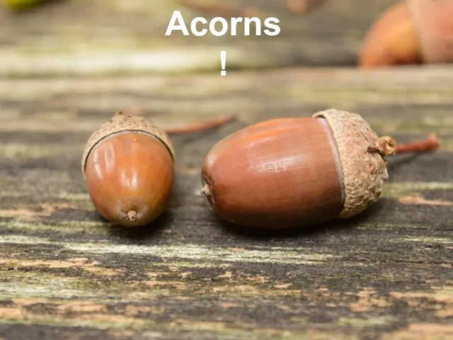 Acorns!