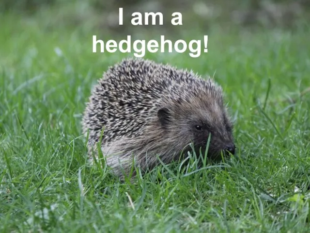 I am a hedgehog!