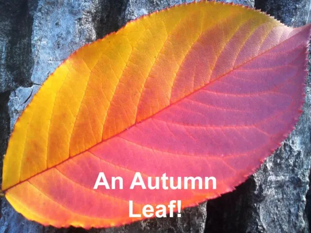 An Autumn Leaf!