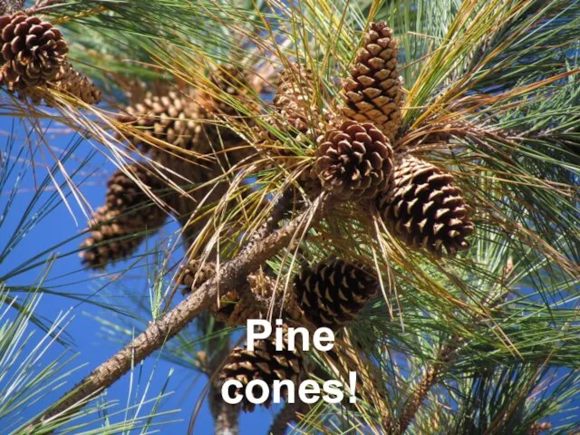 Pine cones!