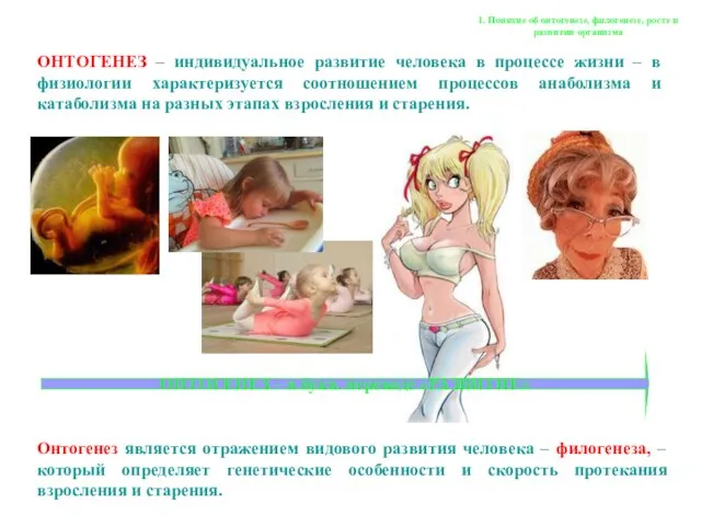 1. Понятие об онтогенезе, филогенезе, росте и развитии организма ОНТОГЕНЕЗ –