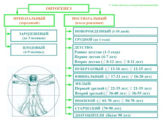 3. Этапы онтогенеза и возрастная периодизация ОНТОГЕНЕЗ ПОСТНАТАЛЬНЫЙ (после рождения) ПРЕНАТАЛЬНЫЙ