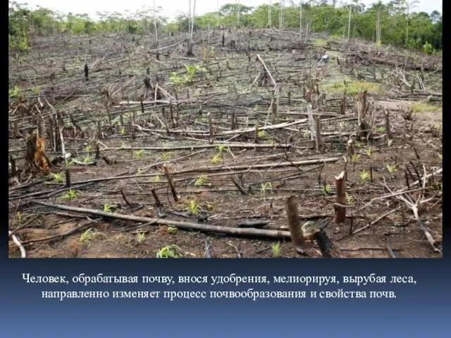 Человек, обрабатывая почву, внося удобрения, мелиорируя, вырубая леса, направленно изменяет процесс почвообразования и свойства почв.