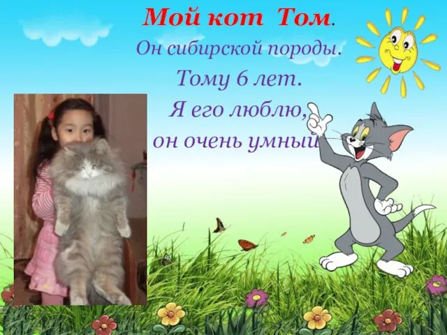 Мой кот Том. Он сибирской породы. Тому 6 лет. Я его люблю, он очень умный.