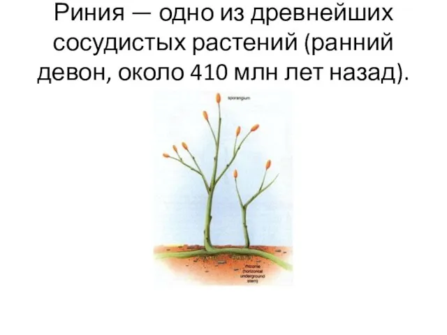 Риния — одно из древнейших сосудистых растений (ранний девон, около 410 млн лет назад).