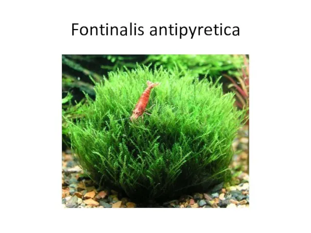Fontinalis antipyretica