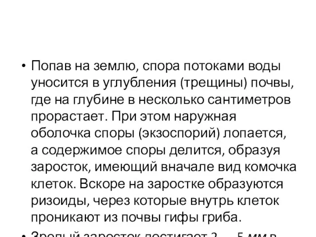 Попав на землю, спора потоками воды уносится в углубления (трещины) почвы,