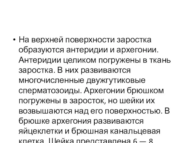 На верхней поверхности заростка образуются антеридии и архегонии. Антеридии целиком погружены