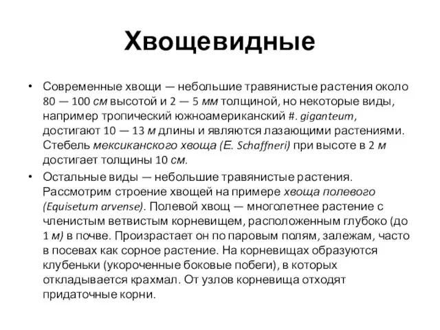 Хвощевидные Современные хвощи — небольшие травянистые растения около 80 — 100