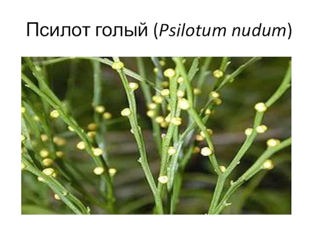 Псилот голый (Psilotum nudum)