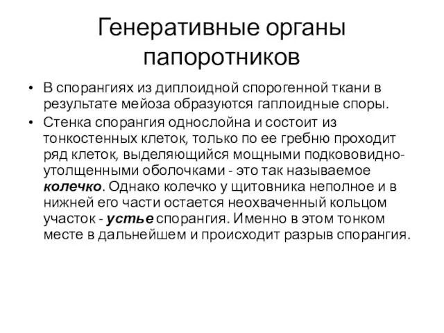 Генеративные органы папоротников В спорангиях из диплоидной спорогенной ткани в результате