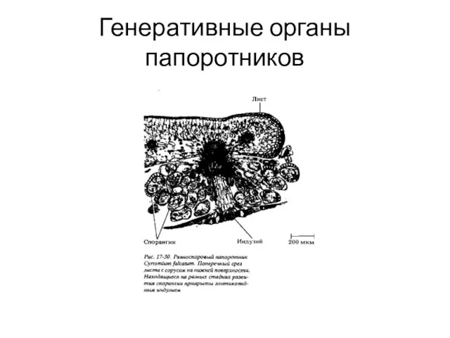 Генеративные органы папоротников