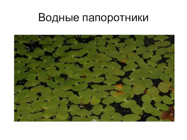 Водные папоротники