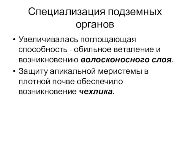 Специализация подземных органов Увеличивалась поглощающая способность - обильное ветвление и возникновению