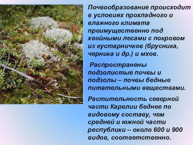 Почвообразование происходит в условиях прохладного и влажного климата преимущественно под хвойными