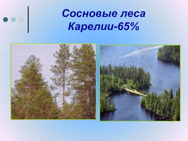 Сосновые леса Карелии-65%