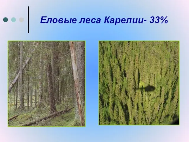 Еловые леса Карелии- 33%