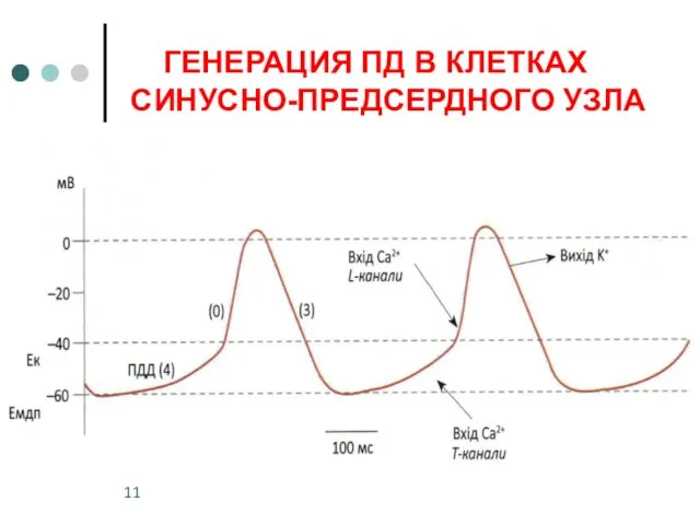 ГЕНЕРАЦИЯ ПД В КЛЕТКАХ СИНУСНО-ПРЕДСЕРДНОГО УЗЛА