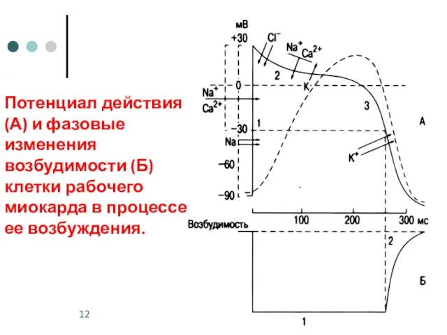 Потенциал действия (А) и фазовые изменения возбудимости (Б) клетки рабочего миокарда в процессе ее возбуждения.