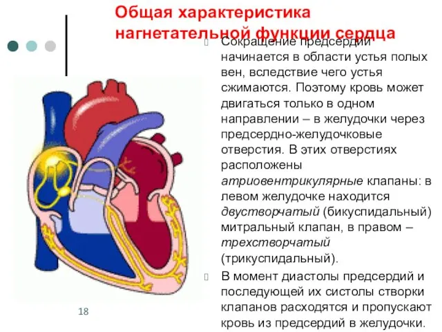 Общая характеристика нагнетательной функции сердца Сокращение предсердий начинается в области устья