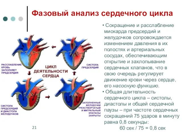 Фазовый анализ сердечного цикла Сокращение и расслабление миокарда предсердий и желудочков