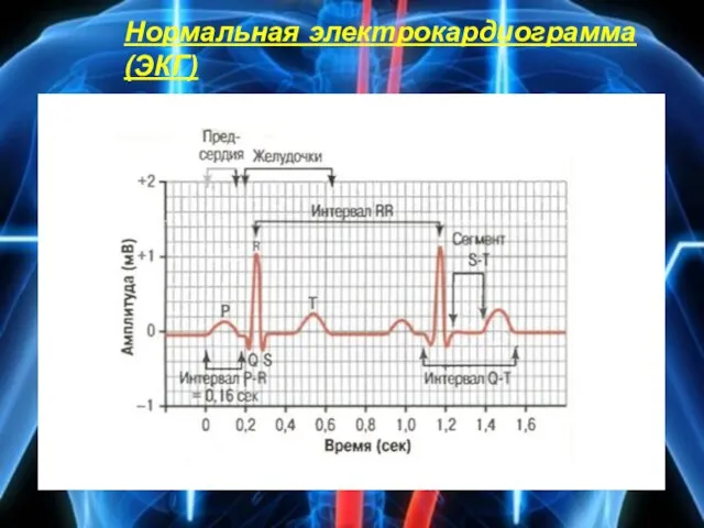 Нормальная электрокардиограмма (ЭКГ)