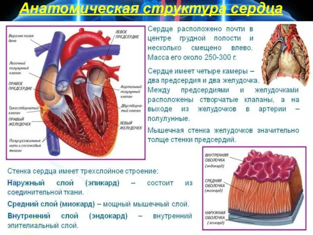 Анатомическая структура сердца