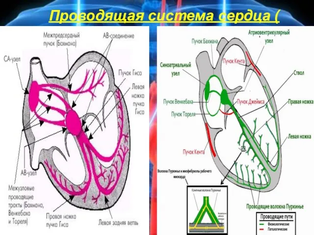 Проводящая система сердца (