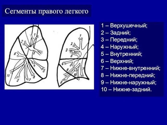 Сегменты правого легкого 1 – Верхушечный; 2 – Задний; 3 –