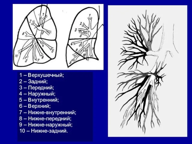 1 – Верхушечный; 2 – Задний; 3 – Передний; 4 –