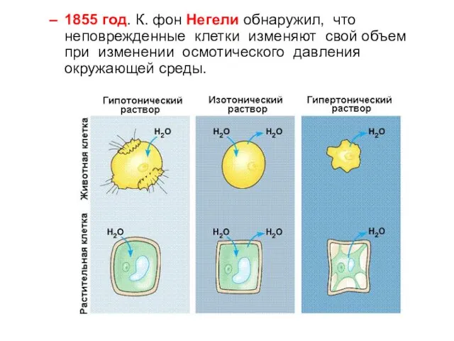 1855 год. К. фон Негели обнаружил, что неповрежденные клетки изменяют свой