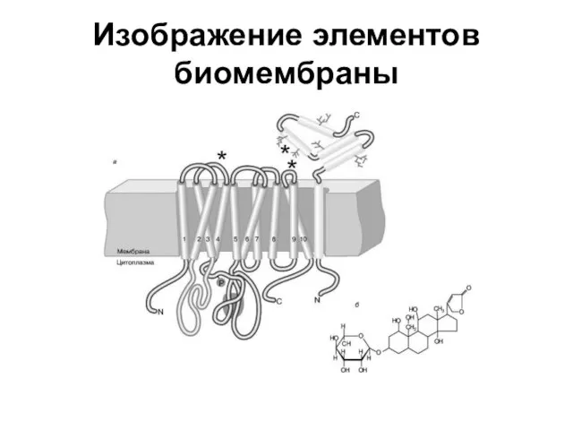 Изображение элементов биомембраны